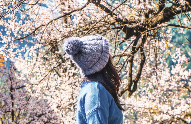 Beautiful Cherry Blossoms In India, Can You Guess Where I Saw Them?